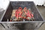  Hoist Chainsrings