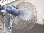 Dayton Electric Pedestal Fan