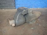 Wilton 5 Vise