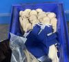 Memphis Gloves