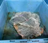Pusher Conveyor Chain