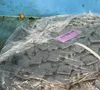 Pusher Conveyor Chain