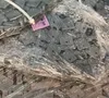 Pusher Conveyor Chain